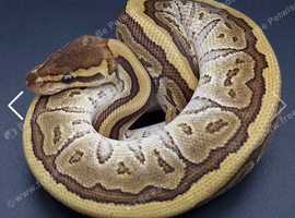 I have 10 ball python or royal pythons