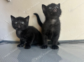 Beautiful kittens