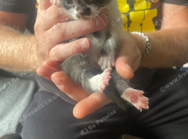 Kittens for sale