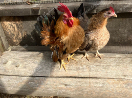 Pair of Serema bantams, as photographed