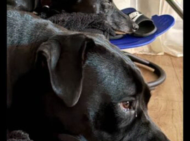 Cane corso narla looking for her forever home 14 months old