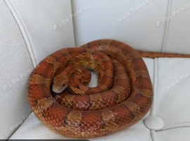 2x corn snakes