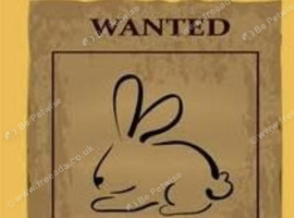 Wanting a female neutered minilop