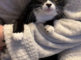 5 1/2 month old black and white cats