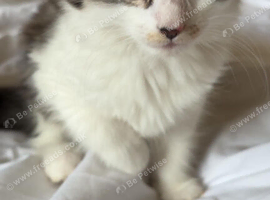 Female  8 week old kittens