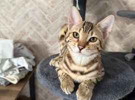 Bengal 5 months old