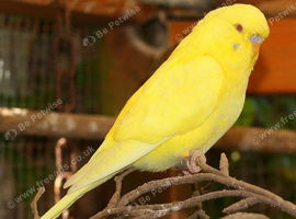 Healthy Budgie Wanted.