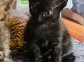 Kittens for sale