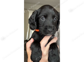 2 lovely black Working cocker spaniels left
