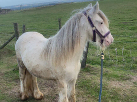 Blagdon colt