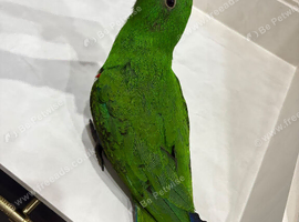 Hand reared Eclectus READY NOW
