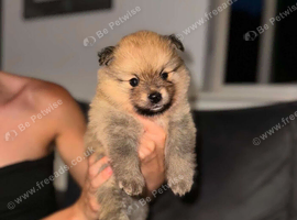 Pomerian puppies
