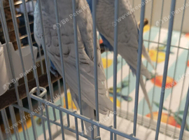 Available Baby Budgie 1 x 10 week old looking like a HEN now purple and white clearwing &pound;30