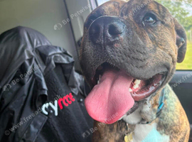 Bull Boxer