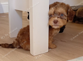 unusual shihpoo puppies