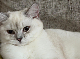 British shorthair
