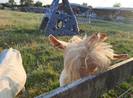 Sannan billy goat