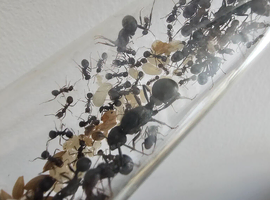 messor arenarius + barbarus