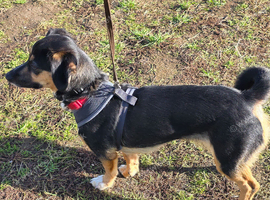 DOG FOR REHOMING