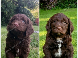 Gorgeous Chocolate F1 Sproodle Puppies *2 Left*