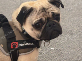 Male pug
