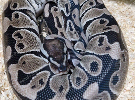 Axanthic clown female ball python