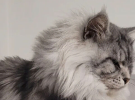 Mainecoon Stud
