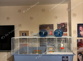 Hamster and cage
