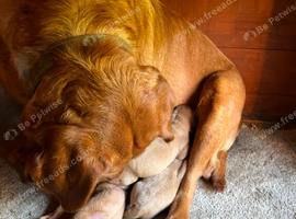 Labrador