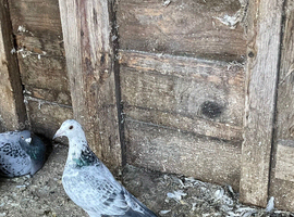 Quality racing pigeons, stock birds for sale