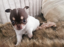 Chihuahua puppies