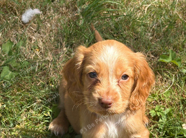 Cocker spaniels
