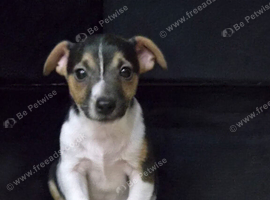 Jack Russell pups