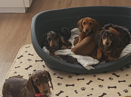 PRA Clear Smooth Dachshund Puppies