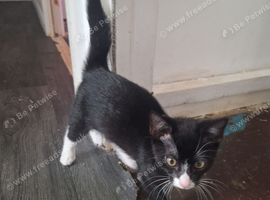 2 Kittens for sale - &pound;50 each