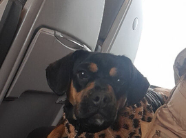 Lovely frenchie cross cockapoo girl