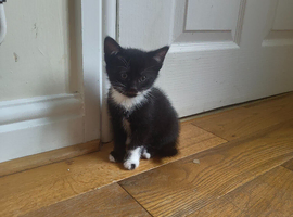 Mixed breed kittens