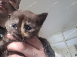 1 female kitten