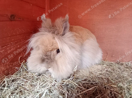 12mnth old lionhead proven doe