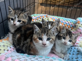4 kittens looking for their forever homes