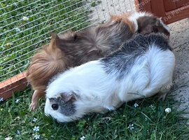 Female guinea pigs