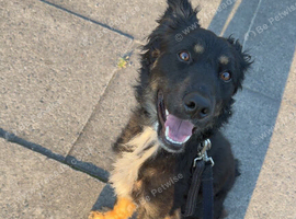 Border collie Mix for sale