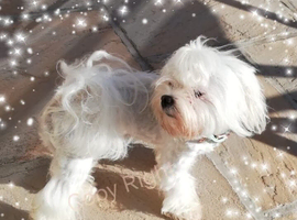 Stunning Proven Maltese Stud