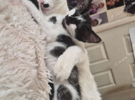 2 beautiful female kittens