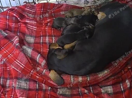 7 miniature dachshunds