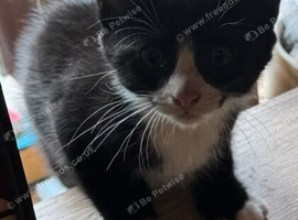 Gorgeous black and white kittens