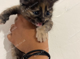 Kitten for sale