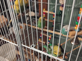 7 budgies
