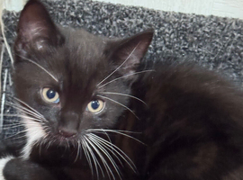 Male kitten