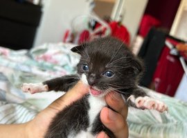 Kitten for sale